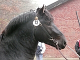 Kaltblutkoerung Muenster 2007